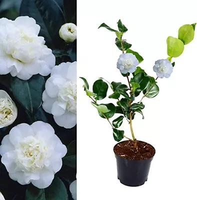 Camellia Nobilissima Plant - 20-35cm In Height - Evergreen Shrub - 9cm Pot • £9.90