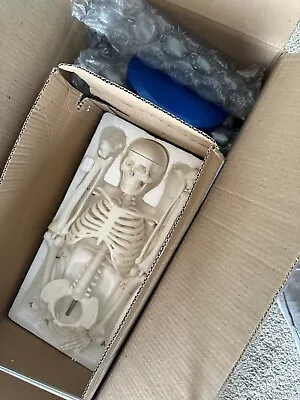 33  Miniature Human Skeleton Model For Classroom • $40