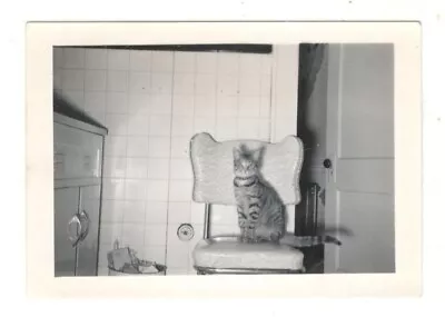 Vintage Photo Tabby Cat Posing On Kitchen Chair 1950's Found Art R160A • $5
