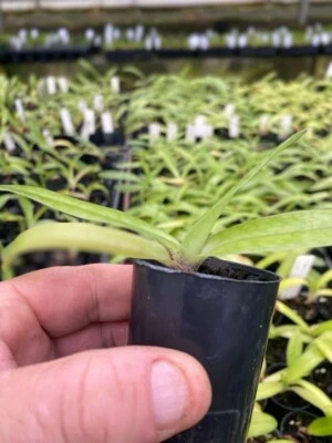 $30 • Buy Orchid Paphiopedilum-paphiopedilum Aprichart (niveum X Exul)
