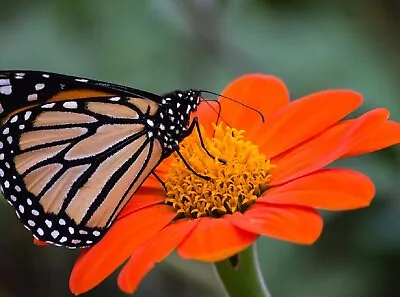 Sunflower Seeds - Large Orange Blooms Drought-Tolerant Mexican Torch Variety • $160