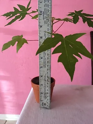 1 Florida Papaya Plant • $13.16