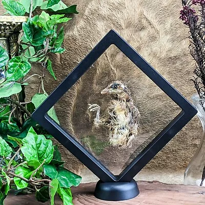 O11c Taxidermy Running Preserved Quail Chick Floating Display Curiosities Oddity • $21.99