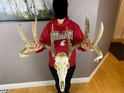 European REAL Skull Whitetail Deer Antlers Set Wild Horns Euro Mount 4x5   161” • $449.99