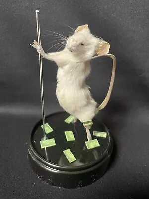 Taxidermy Mouse Stripper Mouse Oddities Curiosities Taxidermy Art • $65