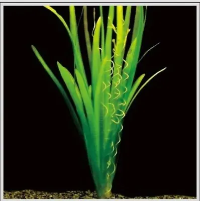 Valisneria Spiralis Beautiful Reed Like Tall Shrimp Safe Healthy Tropical Plants • £39.99