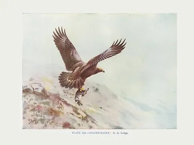 £2.99 • Buy The Golden Eagle - 1948 Beautiful Colour Vintage Bird Print By G.E.Lodge