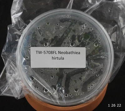 £115.36 • Buy FLASK Neobathiea Hirtula