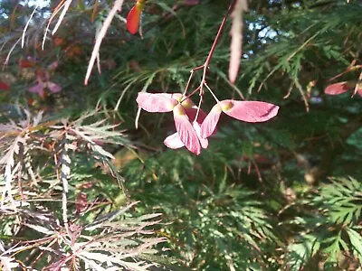 $8.99 • Buy 20 Seeds Of Tamukeama Japanese Maple Tree