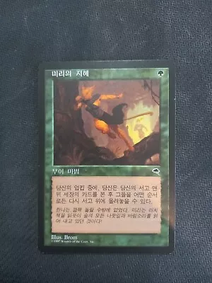 MTG Mirri's Guile Tempest Rare Korean  • $30