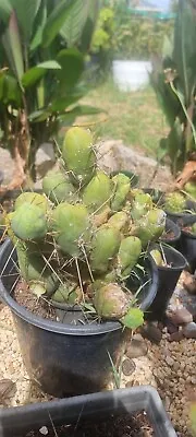 Bridgesii Monstrose Cactus Segment Cutting (one) • $13