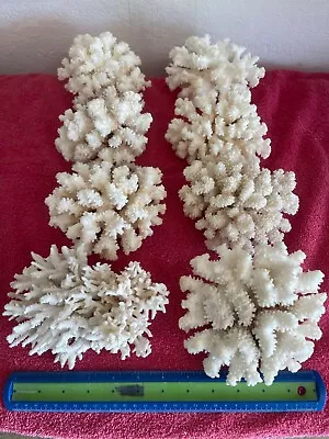 Dry Coral - Natural Coral For Aquarium- Large • $22