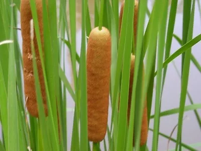 Live Cold Hardy Dwarf Cattail Aquatic Marginal Pond Plant • $19.95