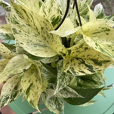 Snow Queen/Marble Queen Variegated Pothos Plant 2 Cuttings - 3 Nodes Each • $7.99