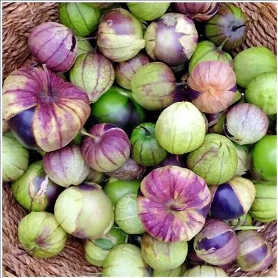 51+PURPLE DE MILPA TOMATILLO Seed Organic Summer Vegetable Garden Container Easy • $3.25