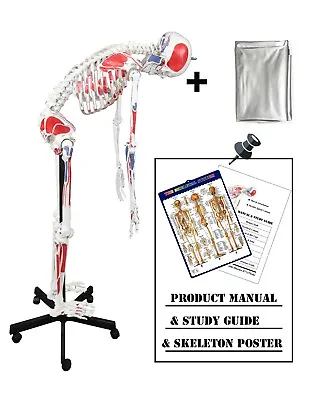 Vision VAS230-DC Full Size (67 ) Flexible Human Skeleton W Muscles Dust Cover • $314.16