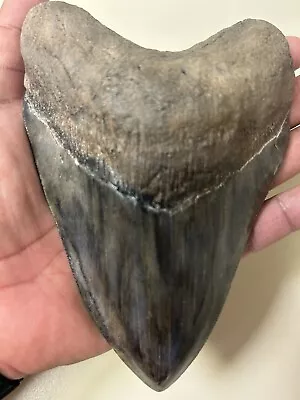 Megalodon Sharks Tooth 6 1/16” Inch HUGE! Fossil Sharks Teeth Tooth • $349.95