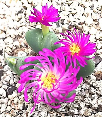 Mesembs Plant - Conophytum 'Gosho-guruma' - TWISTED BLOOMS! 2-HEAD DIV.! • $29.99