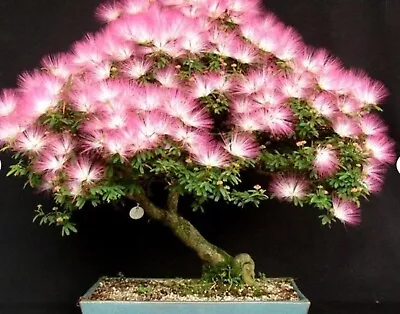 Albizia Julibrissin Bonsai Tree Mimosa Silk – 10 Viable Seeds • £2.99