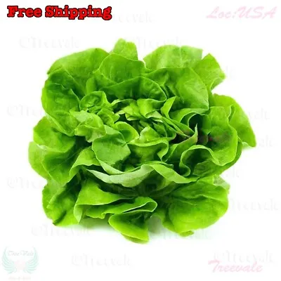 Buttercrunch Butterhead Lettuce Seeds - Early Green | Butter Head Lettuce Seeds • $1.60