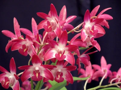 $35 • Buy OoN Dendrobium Orchid SJS 3302 Midas Touch X Aust Rose Beauty 85mm Sq Pot NFS