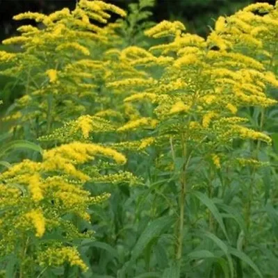 Golden Mimosa Tree  50+ PURE Seeds | Acacia Baileyana |  Tree USA SELLER • $4.50