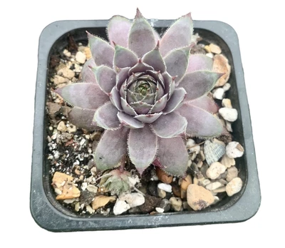 Sempervivum Virgil • £3