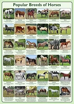 Popular Breeds Of Horses Wall Art Chart Poster Paper Laminated In Various Sizes • £12.99