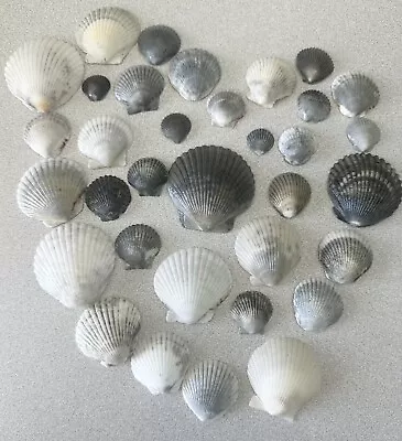 35 Black White Gray Multi Size Calico Scallop Seashells Sanibel FL Hand Picked • $9.99