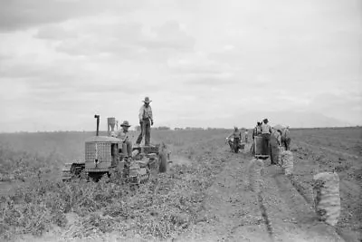 $9.99 • Buy Cletrac Tractor Potato Harvest Rio Grande County Colorado 1939 View 8x12 Photo
