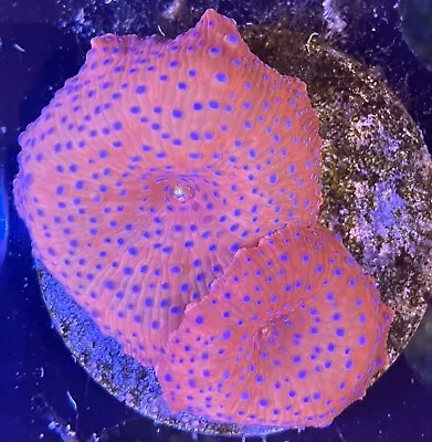 Mushroom Coral (Discosoma) - WYSIWYG - LIVE CORAL • $25