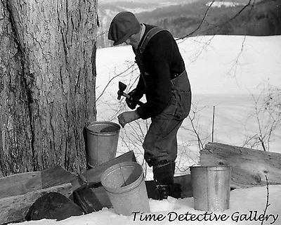 Tapping A Maple Tree To Make Syrup N. Bridgewater VT-1940-Historic Photo Print • $7.50