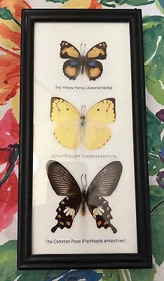 Vintage 70’s Framed Display Real Butterfly Insect Collection Thailand • $29.99