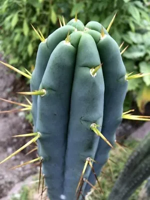 FRESH CACTUS SEED X10 Echinopsis/TrichBridge Seeds • £4.99