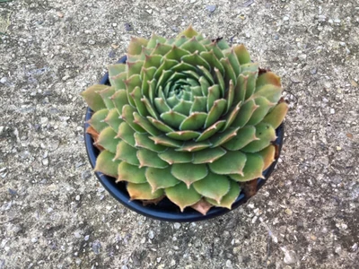 A Sempervivum Ruby Hearts  hardy Succulent Plant. • £5