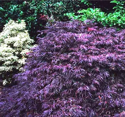 15 GARNET JAPANESE MAPLE SEEDS - Acer Palmatum Var. Dissectum 'Garnet' • $6.50