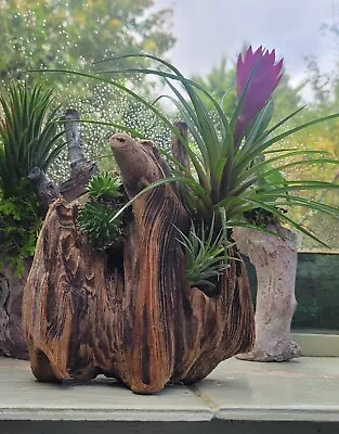 Tillandsia Ionantha Cyanea & Sempervivum On Free Standing Driftwood • £16.99