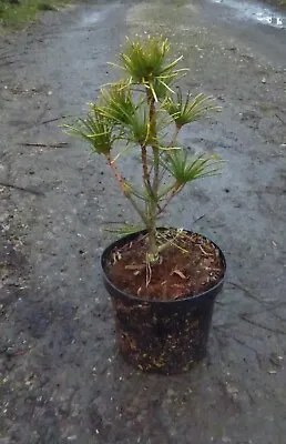 Sciadopitys Verticillata Henks Garden  In 3L Pot Japanese Umbrella Pine • £45
