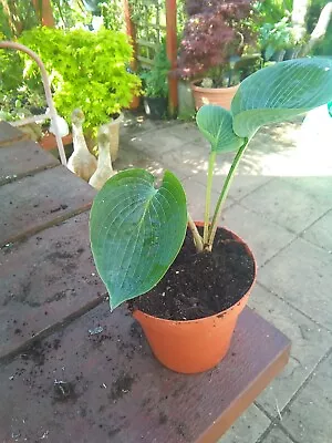 £3.50 • Buy Hosta Deep Blue Sea