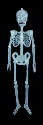 Hanging Glow In The Dark Skeleton - Spooky Party Ceiling String Decoration • £1.99