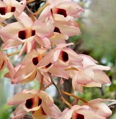 $50 • Buy Large Flowering Size Orchid Species Dendrobium Pulchellum (syn Dalhousianum)