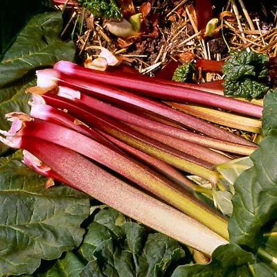 Rhubarb Victoria | Grow Your Own | Ready To Plant Bare Root Vegetable Crown • £6.99