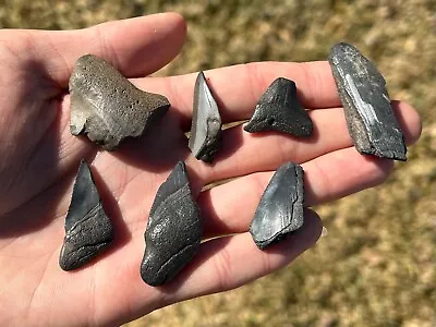 Florida Fossil Megalodon Teeth LOT OF 7 Sharks Tooth Collection Miocene • $14.99