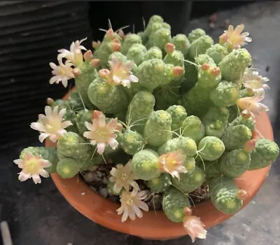 Rare Mammillaria Zeilmanniana Monstrose 2” Pot Rooted Cactus Succulents • $24