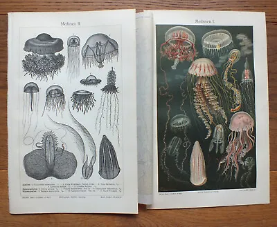 2 Chromium Lithography 1905 Jellyfish Jellyfish Medusa Zoology Sea • $10.63