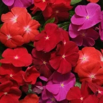 50 Vinca Pacifica Flower Seeds Red Pink / Madagascar Periwinkle / Non GMO / TS • $3.99