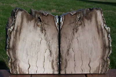 SiS: COOL GLASSY & BEAUTIFUL Petrified Wood Bookends - Saddle Mtn. Wash. • $165