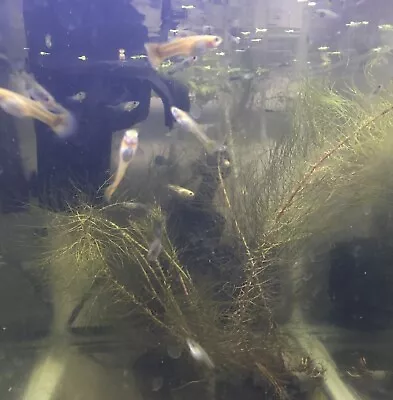 12 Fancy FRY & Juvenile Guppies  ( Mixed Colors) Unsexed • $10.99