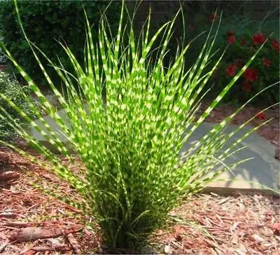 ZEBRA GRASS Seeds Variegated Maiden Miscanthus Sinensis Zebrinus Size: 10-200 • $4.95