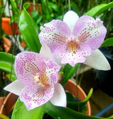 $17 • Buy MOS. Orchid Cattleya Diacattleya Chantilly Lace 'Twinkle'
